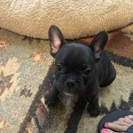 French Bulldog Puppies from Drake Home Frenchies