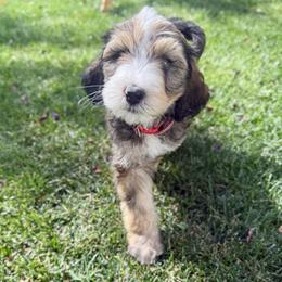 Wolfie - Tri-color male Bernedoodle puppy in Springville, Utah from Oodles of Bernedoodles