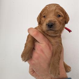 Mason - Red  male Goldendoodle puppy in Amery, Wisconsin from Cornerstone Retrievers
