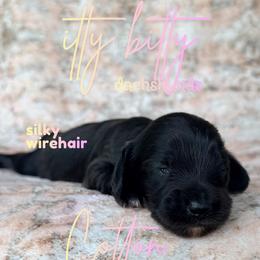 Cotton - Black female Dachshund puppy in Canton, Texas from Itty Bitty Dachshunds