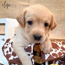 Yellow Female - Yellow female Labrador Retriever puppy in Franklin, Virginia from Oak Hollow Retrievers