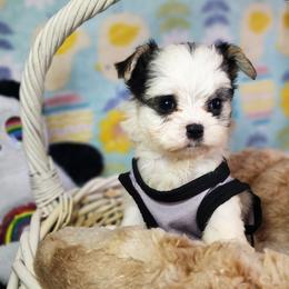 Boy 2 - Black & tan tri-color male Morkie puppy in The Villages, Florida from My Precious Pups