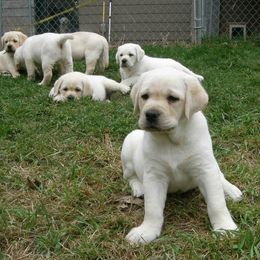 Labrador Retriever Puppies from Linro Labradors