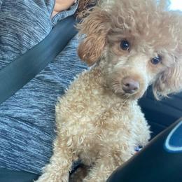 Rhea - Poodle