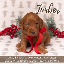 Timber - Brown Collar Boy - Red  male Goldendoodle puppy in Meadville, Pennsylvania from Doodle Paws Pups