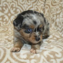 Ruby - Blue merle female Toy Australian Shepherd puppy in Licking, Missouri from Burnett Aussies
