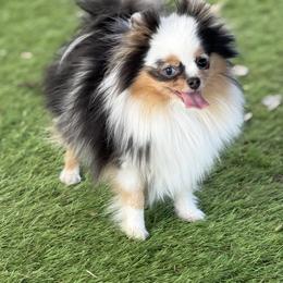 Birdie - Blue merle female Pomeranian puppy in Newport Beach, California from Exotic City Pomeranians and chihuahuas