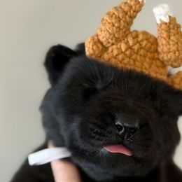 Vixen (purple collar) - Black female German Shepherd puppy in Canterbury, Connecticut from Nachtwaechter German Shepherds, LLC