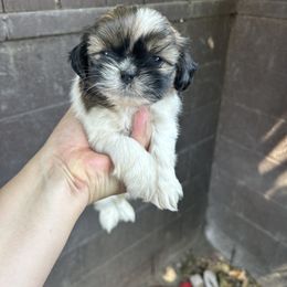 Shih Tzu Puppies from Shihtzu