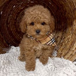 Toffee (Toy Poodle) - Red male Maltipoo puppy in Spring, Texas from GlamPaw Maltipoos