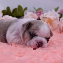 French Bulldog Puppies from Bullish Pride