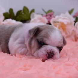 French Bulldog Puppies from Bullish Pride