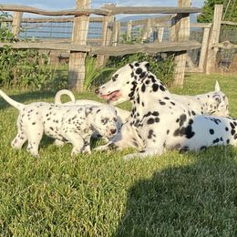 Dalmatian Puppies from Alofa Dalmatians