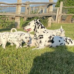 Dalmatian Puppies from Alofa Dalmatians