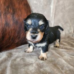 Coby - Black and cream male Dachshund puppy in Lindsay, California from Lewis Creek Dachshunds