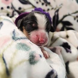 Petunia - Tri-color female Cavapoo puppy in Roseville, California from Heavenly Goldendoodles
