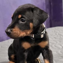 Silver collar black female - Black and rust female Doberman Pinscher puppy in Houston, Texas from Draggin Dobermans & Great Danes