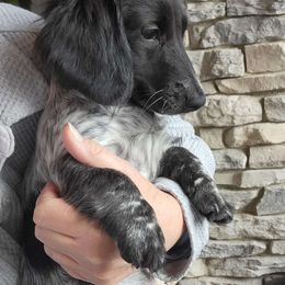 Nash - Dachshund