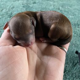 Cockapoo Puppies from Luvin Fur Babies