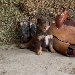 Joker - Red tri-color male Australian Shepherd puppy in St Clair, Michigan from Kayla's Aussies