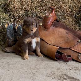Joker - Red tri-color male Australian Shepherd puppy in St Clair, Michigan from Kayla's Aussies