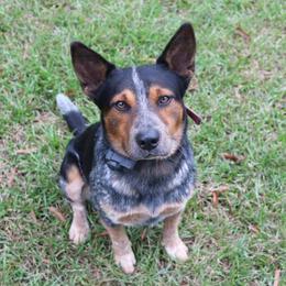Bear - Australian Cattle Dog