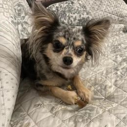 Chihuahuas and Shih Tzus from Youngs Chi Pups