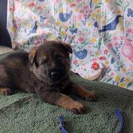 Blue - Sable male German Shepherd puppy in Motley, Minnesota from Von Thomson Haus