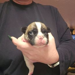 Boy 1 - Fawn and white male French Bulldog puppy in North Platte, Nebraska from Honey Hole Frenchies