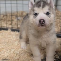 Sam - Gray and white male Siberian Husky puppy in Amery, Wisconsin from Liberty Siberians
