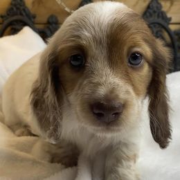 Dachshunds from House of Dachshunds Texas
