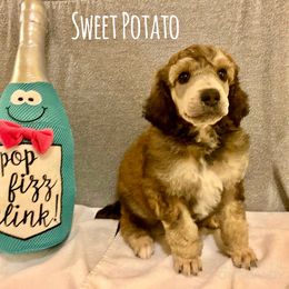 Poodle Puppies from Cosmic Caliber Standard Poodles