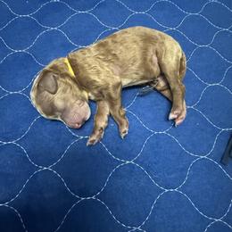 Goldendoodle Puppies from Crystal Romero