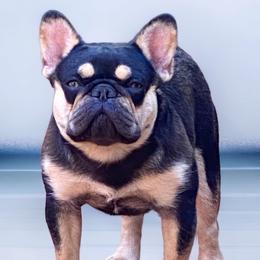 Boxers and French Bulldogs from Schuster Haus