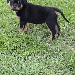 Rottweiler Puppies from Spoon River Rottweilers