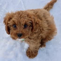 Bernedoodle and Cavapoo Puppies from Lawler’s Legacy Litters