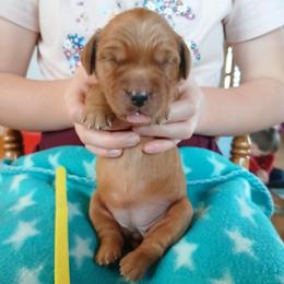 Yellow - Dark golden female Golden Retriever puppy in Lanesboro, Minnesota from Eagle Ridge Golden Retrievers