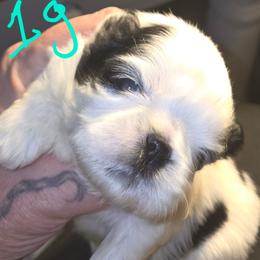 Girl 1 - Black and white female Shih Tzu puppy in Buxton, Massachusetts from Shih Tzu Junction