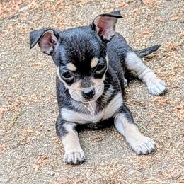 Rosalynn - Black and tan female Chihuahua puppy in Leominster, Massachusetts from House of Lil  Paw