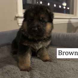 Brown - Black and red male German Shepherd puppy in Killen, Alabama from Banffy Haus German Shepherds
