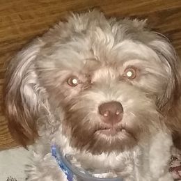Mya - Havanese