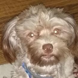 Mya - Havanese