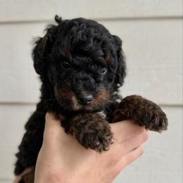 Phantom Male- Waffle - Phantom male Bernedoodle puppy in Modesto, California from Central Valley Canine Companions