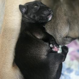 Anatolian Shepherd Dog Puppies from Florida Anatolian Shepherds