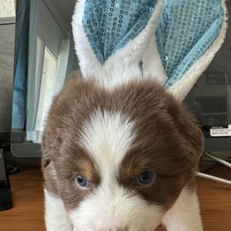 Australian Shepherd Puppies from Fly by Nite Australian Shepherds
