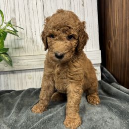 Stormy's Red Collar Boy 2150.00 - Red  male Goldendoodle puppy in Alvin, Texas from JP Southern Doodles