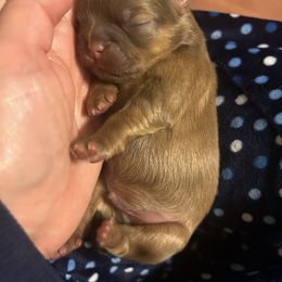 Shih Tzu Puppies from Liz Shih Tzu Cuties