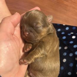 Shih Tzu Puppies from Liz Shih Tzu Cuties