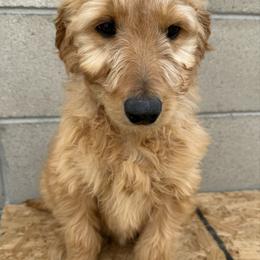 Orange - Red  female Goldendoodle puppy in Bakersfield, California from Lavish Doodles