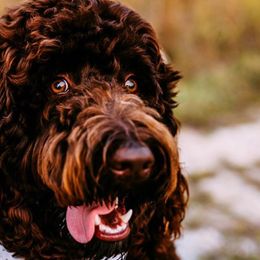 Australian Labradoodles and Goldendoodles from Four Paws Labradoodles